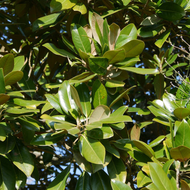 Magnolia grandiflora Exmouth