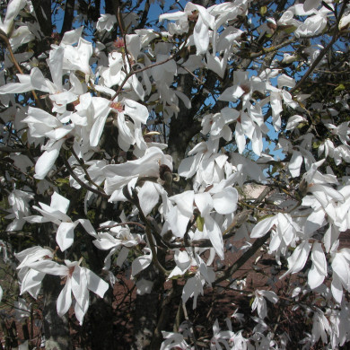 Magnolia Wada'S Memory