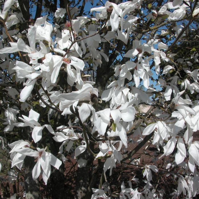 Magnolia Wada'S Memory