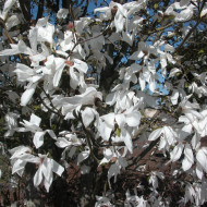 Magnolia Wada'S Memory