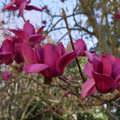 Magnolia Vulcan