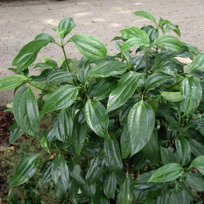 Viburnum cinnamomifolium