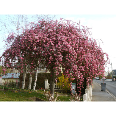 Malus 'Echtermeyer'