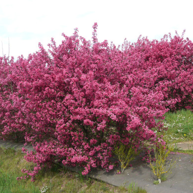 Malus Prairiefire