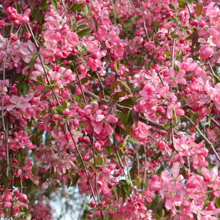 Malus 'Echtermeyer'