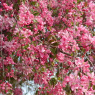 Malus 'Echtermeyer'