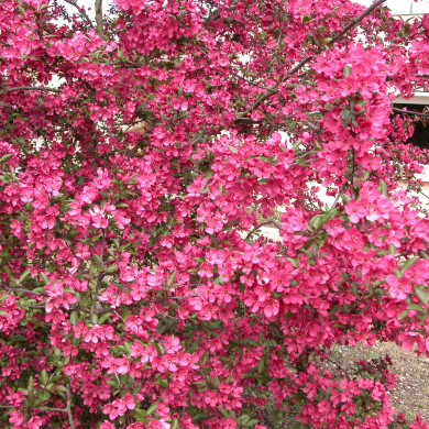 Malus Prairiefire