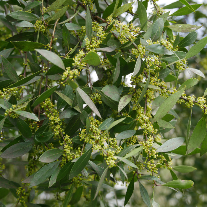 MAYTENUS boaria