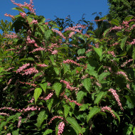 Neillia affinis