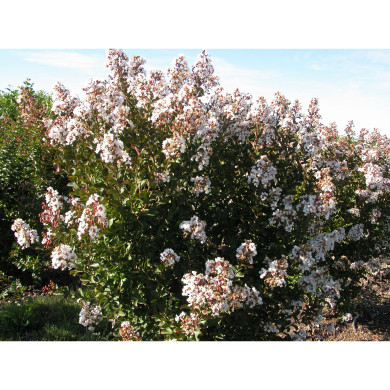 Lagerstroemia indica Nivea