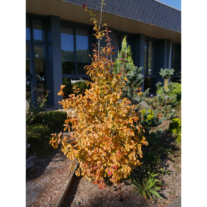 Parrotia persica 'JLPN01' PERSIAN SPIRE®