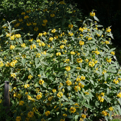 Phlomis 'Le Sud'