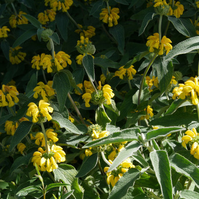 Phlomis 'Le Sud'