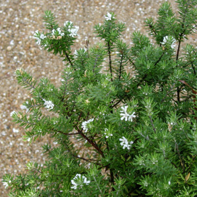 Westringia fruticosa