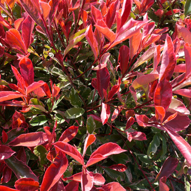Photinia x fraseri Pink Marble® cassini
