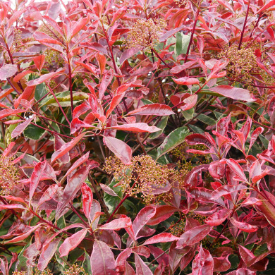 Photinia x fraseri Pink Marble® cassini