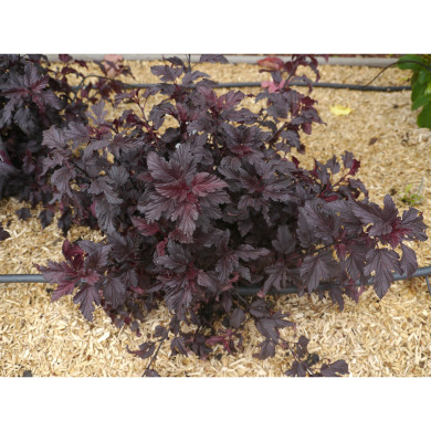 Physocarpus opulifolius All Black® Minall2
