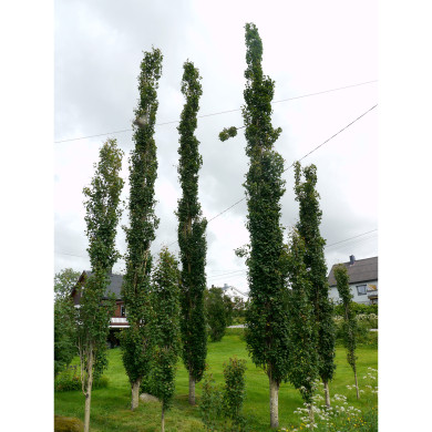 Populus tremula 'Erecta'