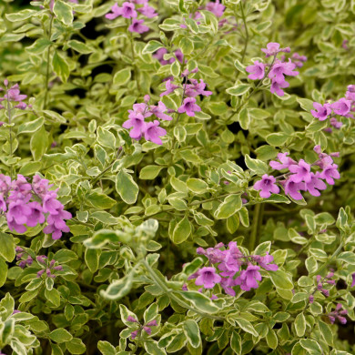 Prostanthera ovalifolia Variegata