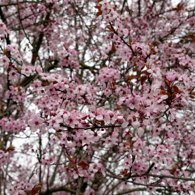 Prunus cerasifera Nigra