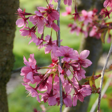 Prunus Collingwood Ingram