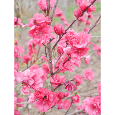 Prunus persica Taoflora®Red Mintao13 C.O.V.