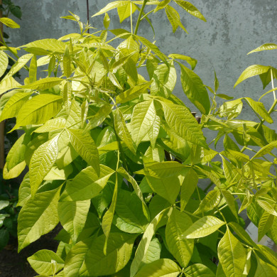 Ptelea trifoliata 'Aurea'