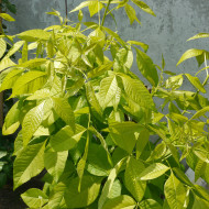 Ptelea trifoliata 'Aurea'