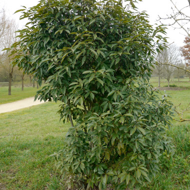 Quercus glauca