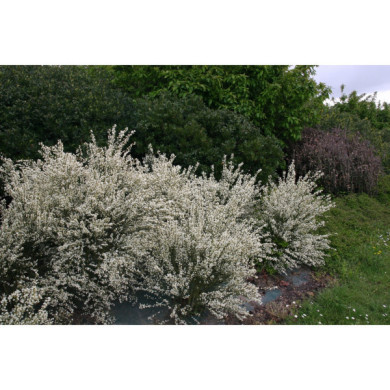 Cytisus x praecox 'Albus'