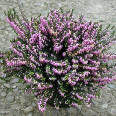 Erica carnea 'Atrorubra'