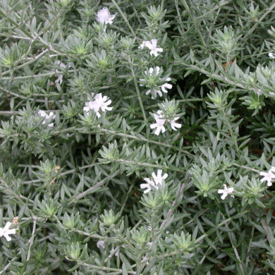 Westringia fruticosa