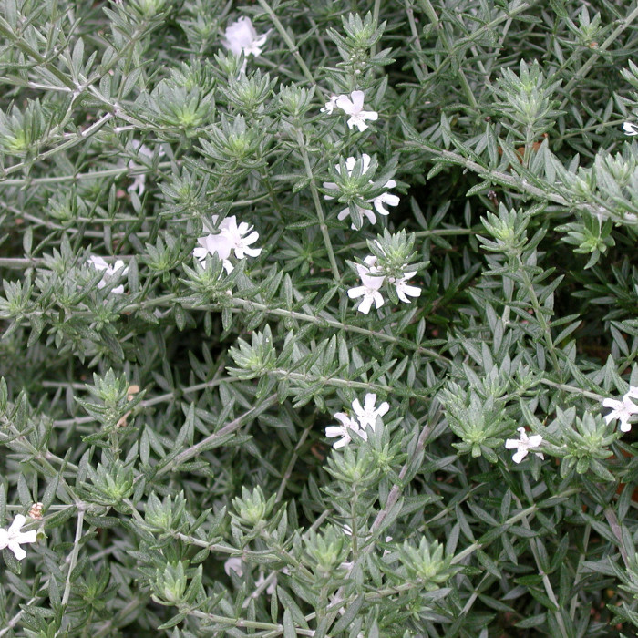 Westringia fruticosa