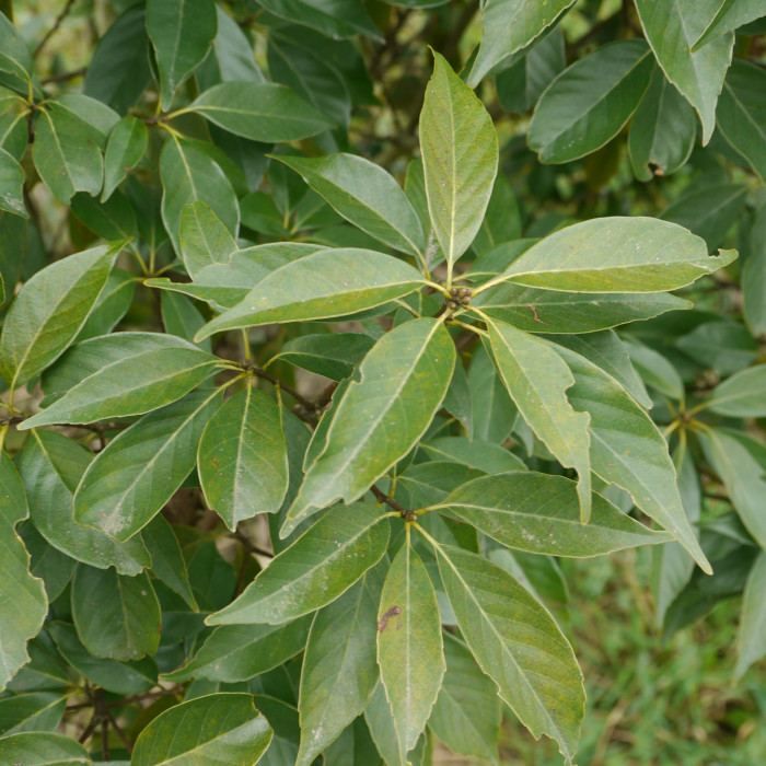 Quercus glauca