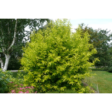 Salix udensis Golden Sunshine®c.o.v
