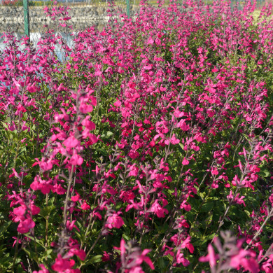 Salvia microphylla 'Cerro Potosi'