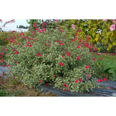 Salvia greggii 'Desert Blaze'