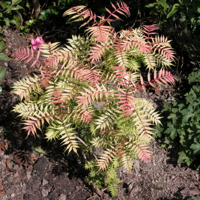 Sorbaria sorbifolia Sem®