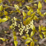 Stachyurus chinensis 'Joy Forever'