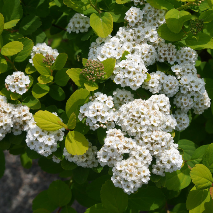 Spiraea betulifolia Tor Gold®