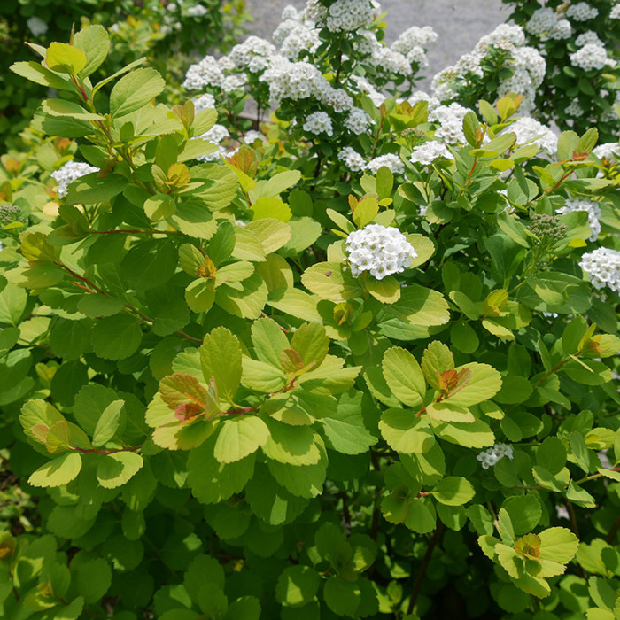 Spiraea betulifolia Tor Gold®