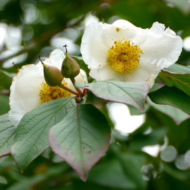 Stewartia pseudocamellia
