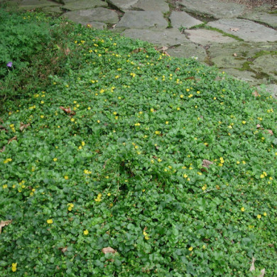 Lysimachia nummularia