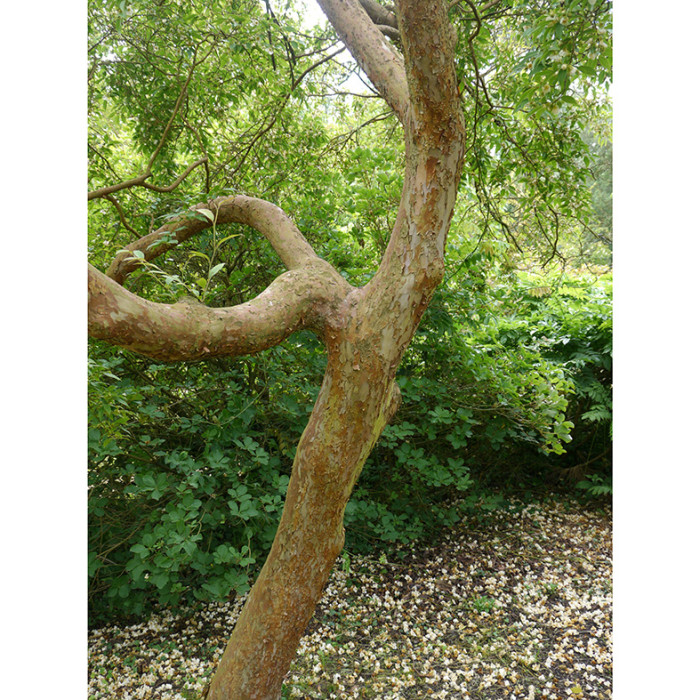 Stewartia pseudocamellia