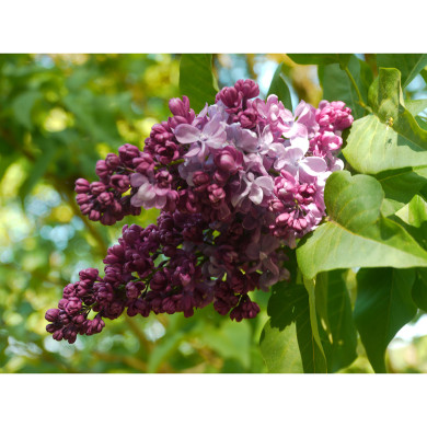 Syringa vulgaris 'Prince Wolkonsky'