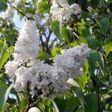 Syringa vulgaris 'Mme Lemoine'