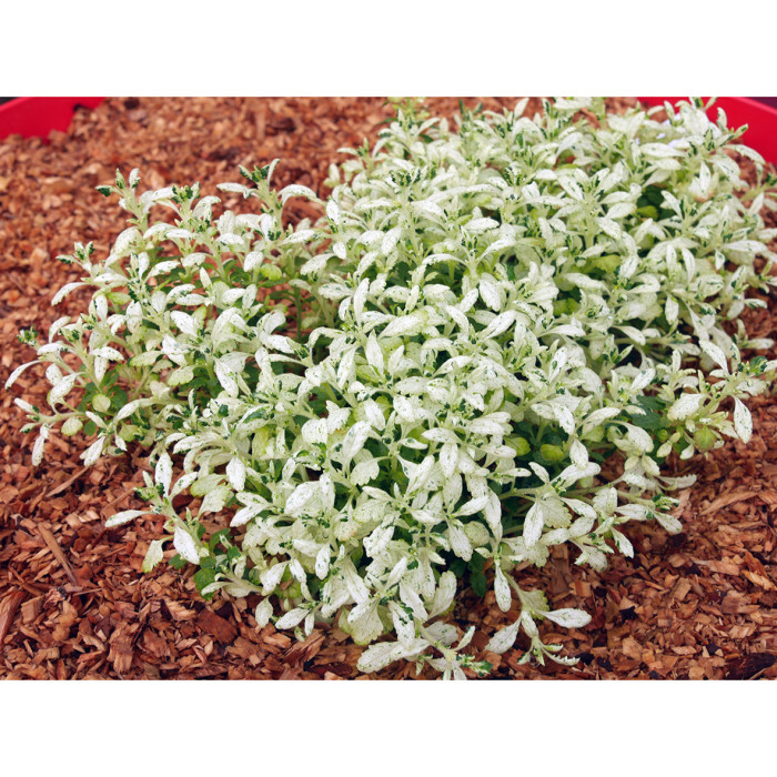 Teucrium x lucidrys 'Lucky Gold'