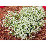 Teucrium x lucidrys 'Lucky Gold'