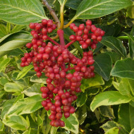 Viburnum odoratissimum var. arboricola