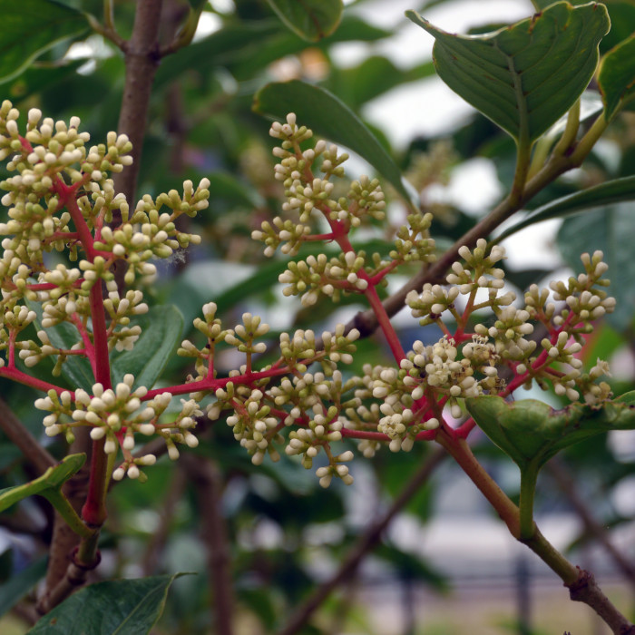 Viburnum odoratissimum var. arboricola